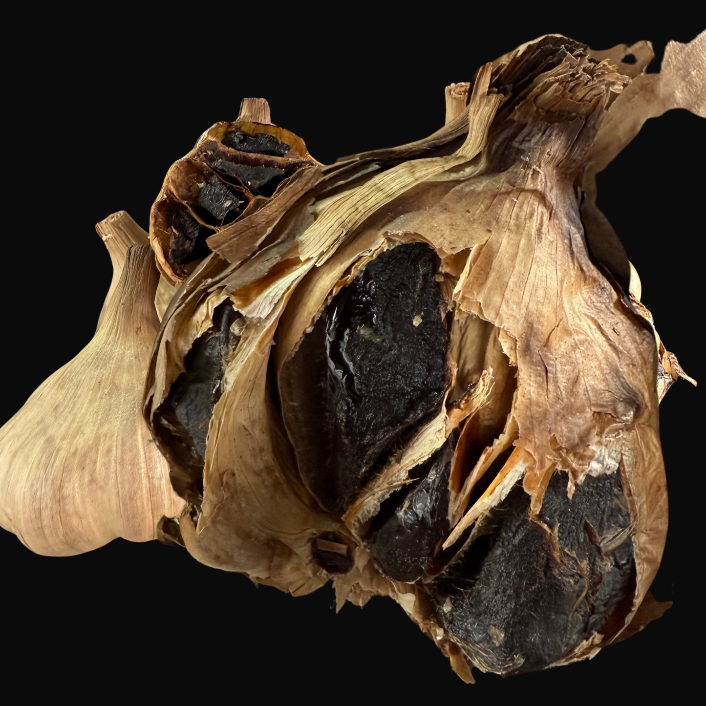Black Garlic Knollen – Cremig